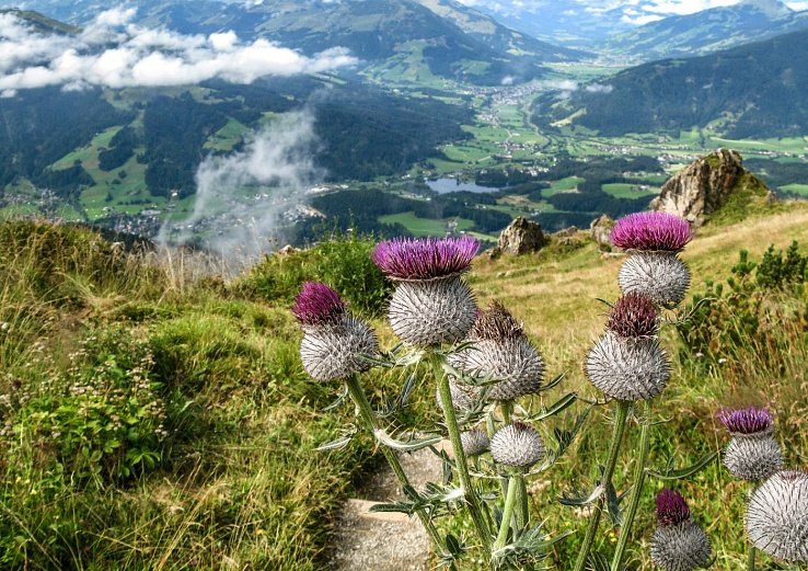 Highlight auf Etappe 5: Der Alpenblumengarten